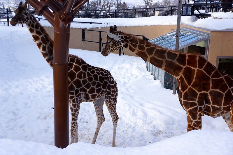 Žirafy na sněhu v Asahiyama Zoo